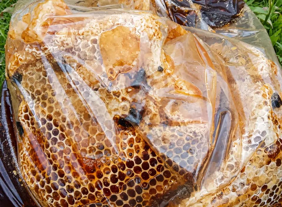 Rainforest beehive