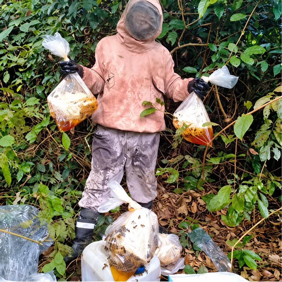 Natural wild honey bottle
