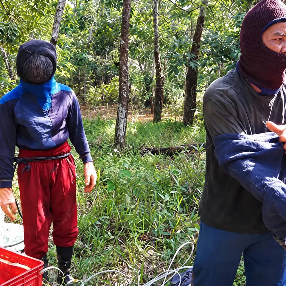 Honey extraction process