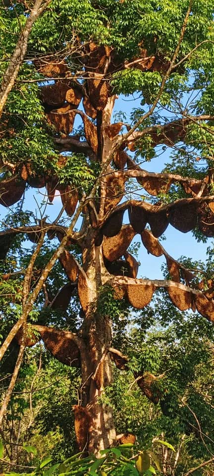 Honeycomb on tree