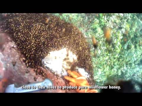 Natural Wild Honey